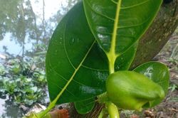 Loại lá thường bị bỏ đi là vị thuốc quý lợi tiểu, nhiều sữa