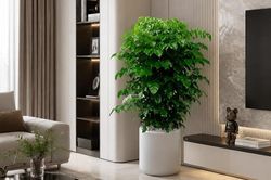 Cây hạnh phúc nên trồng trong nhà hay ngoài trời?