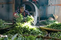 Chè Tủa Chùa khẳng định vị thế, mở hướng xuất khẩu cho nông sản Điện Biên
