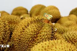 Malaysia: Giá sầu riêng Musang King giảm tới 90% do dư thừa nguồn cung