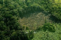 Brazil: 800 loài động vật đứng trước nguy cơ tuyệt chủng