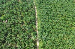 Thị trường nông sản: Giá dầu cọ giảm mạnh nhất trong 1 tháng do sức ép từ giá dầu thô
