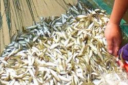Loại cá chỉ có ở miền Tây, được ví như 'vàng dưới nước' và chỉ xuất hiện theo mùa
