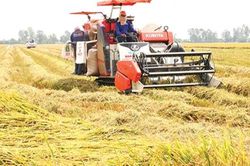 Xuất khẩu gạo đón cơ hội từ nhu cầu nhập khẩu gia tăng