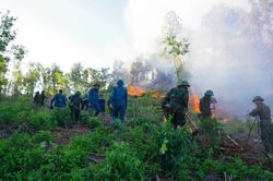 Ch&aacute;y rừng phức tạp trở lại ở Hải B&igrave;nh