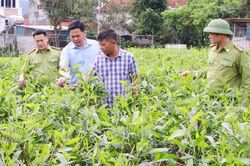 Bắc Ninh: Trồng cây phân tán vượt 16,7% kế hoạch năm