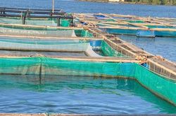 Liên kết phát triển nghề nuôi cá lồng bè