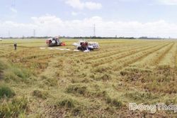 Xã Hậu Mỹ: Nỗ lực bứt phá phát triển kinh tế - xã hội