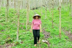 Vân Nham giải quyết tranh chấp đất đai
