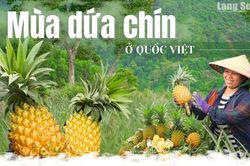 Mùa dứa chín ở Quốc Việt