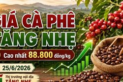 Giá cà phê hôm nay 25/6: Tăng nhẹ, cao nhất 88.800 đồng/kg
