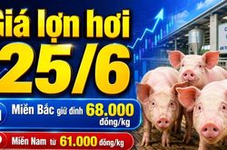 Giá lợn hơi hôm nay 25/6: Miền Nam giảm sâu về 61.000 đồng/kg
