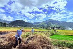 N&ocirc;ng d&acirc;n x&atilde; T&uacute; Lệ hối hả nối nhịp m&ugrave;a v&agrave;ng