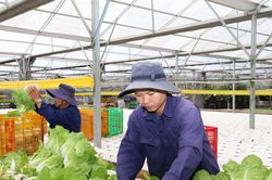 Nông sản Lâm Đồng chinh phục thị trường Thái Lan