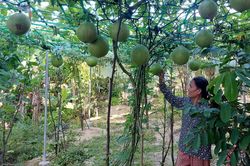 Cùng giúp nhau phát triển kinh tế