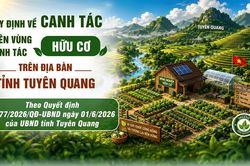Quy định về canh t&aacute;c tr&ecirc;n v&ugrave;ng canh t&aacute;c hữu cơ tr&ecirc;n địa b&agrave;n tỉnh Tuy&ecirc;n Quang