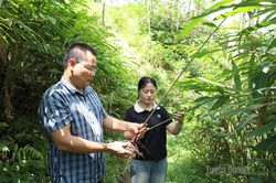 Đánh thức tiềm năng dưới tán rừng