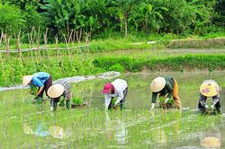 Nhịp điệu ngày mùa