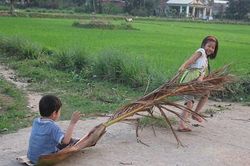 Mo cau rụng xuống vườn nhà