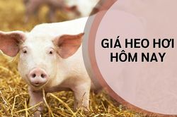 Ng&agrave;y 25/6: Gi&aacute; heo hơi ở miền Bắc cao nhất cả nước