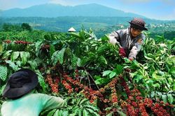 X&acirc;y dựng cơ sở dữ liệu v&ugrave;ng trồng - nền tảng của n&ocirc;ng nghiệp hiện đại