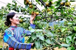 Lễ hội l&ecirc; Nậm Pung 2026: M&ugrave;a h&egrave; kh&ocirc;ng qu&ecirc;n giữa l&ograve;ng T&acirc;y Bắc