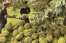 Gia Lai có thêm 90 mã số vùng trồng cho nông sản xuất khẩu