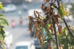 Người xưa dặn: 'Đừng để cây khô trước cửa, đừng để dây leo quấn nhà'