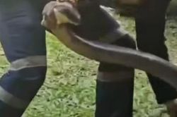 Ám ảnh cảnh 'sát thủ' hổ mang chúa 15kg chui rúc trong xe bán tải, xem xong không ai dám mở nắp ca-pô
