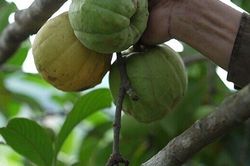 Loại quả xưa ch&iacute;n rụng đầy, nay th&agrave;nh đặc sản nổi tiếng tốt cho sức khỏe, trồng một lần thu hoạch nhiều năm