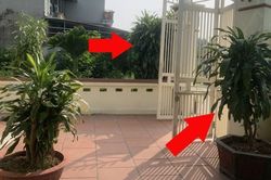 Có nên trồng cây Thiết Mộc Lan trước cửa nhà không?