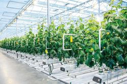 TP.HCM thành lập 7 khu nông nghiệp ứng dụng công nghệ cao rộng hơn 1.700 ha