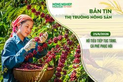 Thị trường n&ocirc;ng sản 25/6/2026: Hồ ti&ecirc;u tiếp tục tăng, c&agrave; ph&ecirc; phục hồi