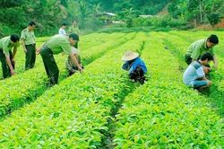 Tăng chế tài với vi phạm mã số vùng trồng, bảo vệ uy tín nông sản xuất khẩu