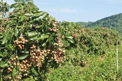 Tuy&ecirc;n Quang x&acirc;y dựng v&ugrave;ng nh&atilde;n h&agrave;ng h&oacute;a, n&acirc;ng cao gi&aacute; trị c&acirc;y ăn quả