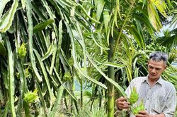 Đà Nẵng: Đời sống đồng bào vùng cao đã khởi sắc