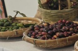 Giá cà phê hôm nay 26-6: Robusta tăng 3 phiên liền, cà phê Việt mở rộng thị phần tại Mỹ