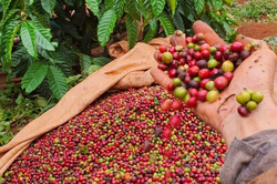 Bản tin n&ocirc;ng sản h&ocirc;m nay (26-6): Gi&aacute; c&agrave; ph&ecirc; trong nước v&agrave; thế giới đồng loạt tăng
