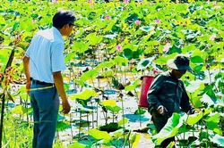 Chuyển đổi mô hình sản xuất, nâng cao hiệu quả sử dụng đất nông nghiệp