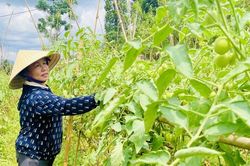Đ&agrave;o tạo song h&agrave;nh, thực học, thực nghiệp, chuyển dịch cơ cấu năng suất lao động tại Lai Ch&acirc;u
