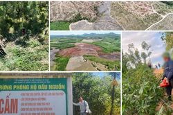 Nắng n&oacute;ng đỉnh điểm, cửa rừng ph&ograve;ng hộ ở H&agrave; Tĩnh vẫn 'mở toang'