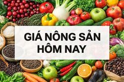 Giá nông sản hôm nay 26/6/2026: Giá cà phê trước nghịch lý được mùa vẫn 'khát hàng', giá gạo xuất khẩu tăng; Thêm một thành viên muốn rời OPEC