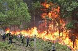 Thủ tướng yêu cầu triển khai cấp bách biện pháp phòng cháy, chữa cháy rừng