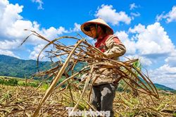 Vựa mía lớn nhất nước lao đao