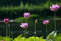 Mùa sen khoe sắc tại Trung Quốc