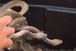 Cho tay vào hang sâu, người đàn ông sửng sốt khi liên tiếp kéo ra vô số trăn con