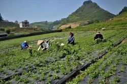 Cần cơ chế đủ mạnh thu hút doanh nghiệp hiện đại hóa vùng trồng dược liệu