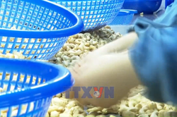 Đồng Nai hướng tới thành trung tâm giao dịch điều quốc tế