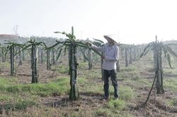 Sức bật từ những mô hình tái cơ cấu nông nghiệp