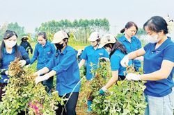 Bắc Ninh: Sắc xanh tình nguyện trong mùa phượng đỏ